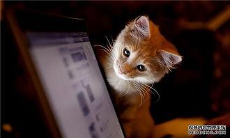 东北猫咪爆料事件视频,揭秘网络事件背后的真相  第2张